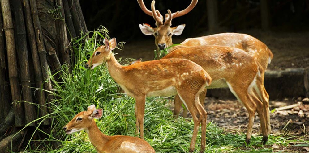 Malsi Deer Park, Dehradun, Uttarakhand - Vushii.com Malsi Deer Park, Dehradun, Uttarakhand - Vushii.com